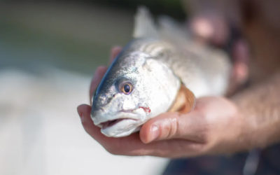 Nuôi dưỡng ý tưởng để phát triển